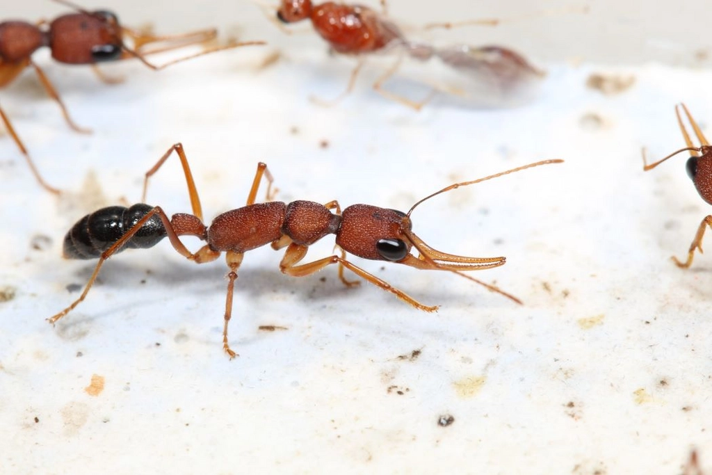 研究対象のアリ、Harpegnathos saltatorの写真