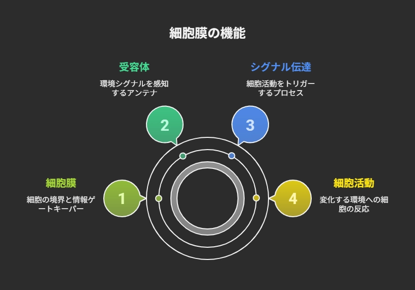 「思考」のすごい力：心はいかにして細胞をコントロールするか - visual selection.png.webp