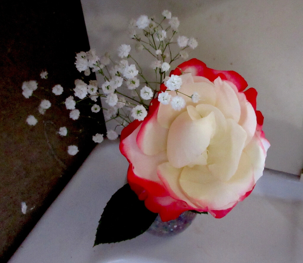 flower01.JPG.webp